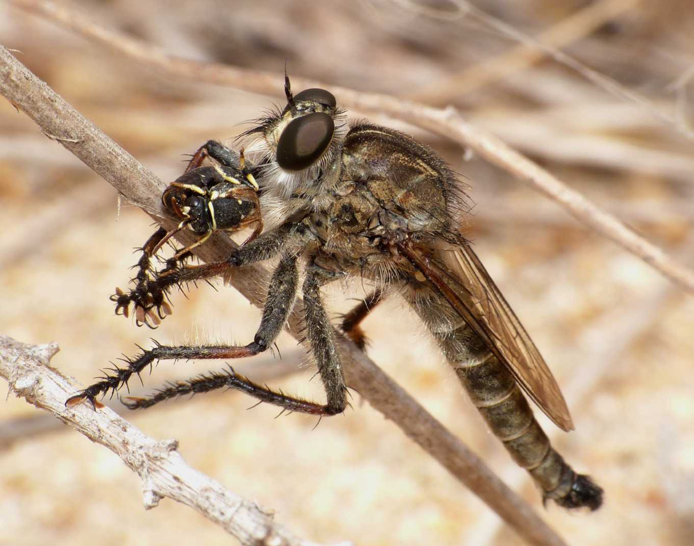 Asilidae con prede